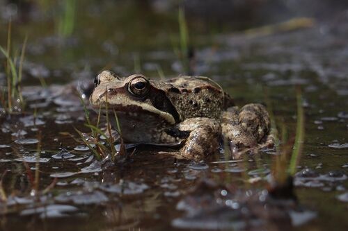 Frosch im Wasser