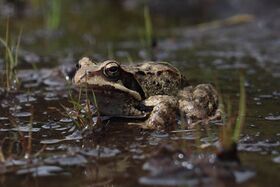Frosch im Wasser