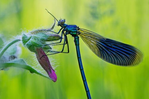Libelle