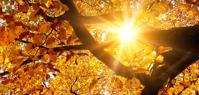 Sonne strahlt durch Baum im Herbst