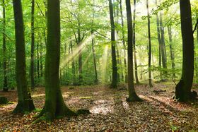 Bäume im Wald, durch die Baumkronen scheinen Sonnenstrahlen