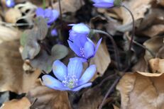 Leberblümchen im Frühling