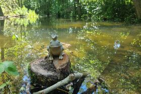 Renaturierung Schmittwasser bei Herbram - Froschkönig