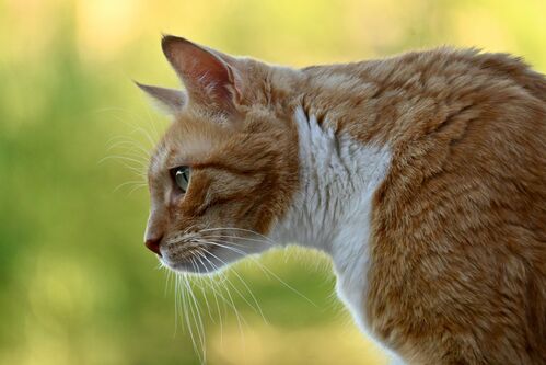 Katze im Freien