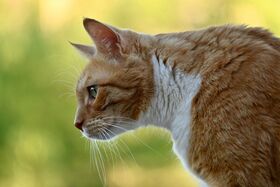 Katze im Freien