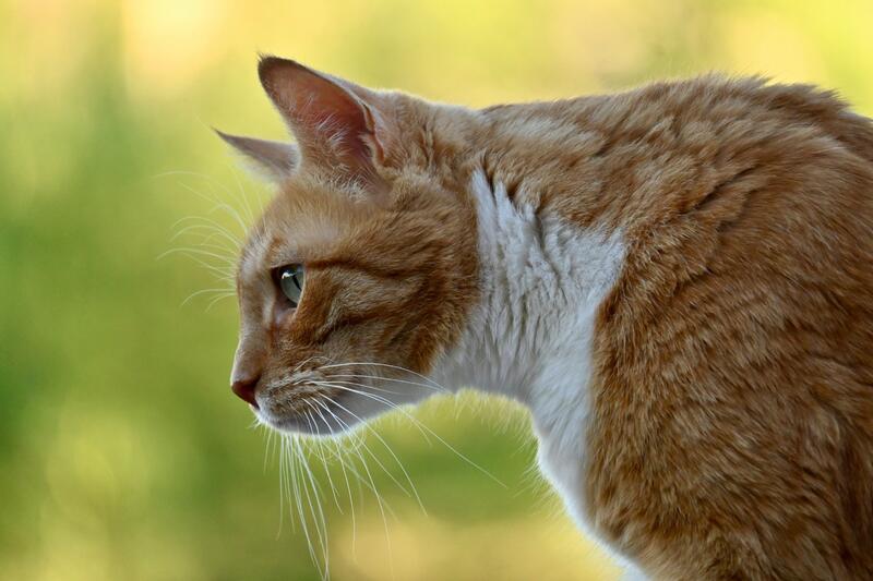 Katze im Freien Katze im Freien