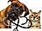 veterinarian dog and cat