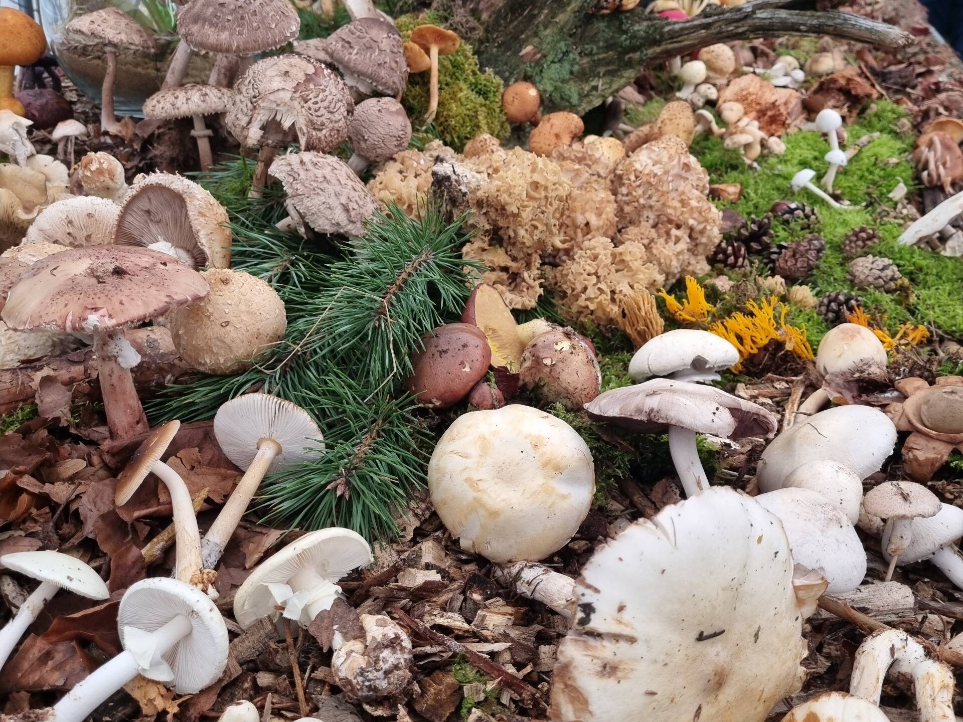 An diesem Wochenende drehte sich wieder alles um die Themen "Natur, Wald, Wild, Landwirtschaft und Erneuerbare Energien" - hier gab es Informationen zu Pilzen.