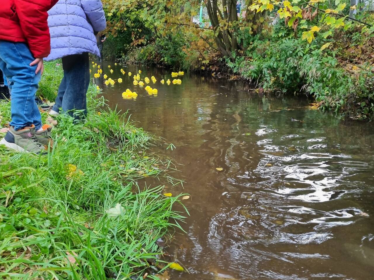 Beim Entenrennen auf der Sauer wurde gespannt mitgefiebert