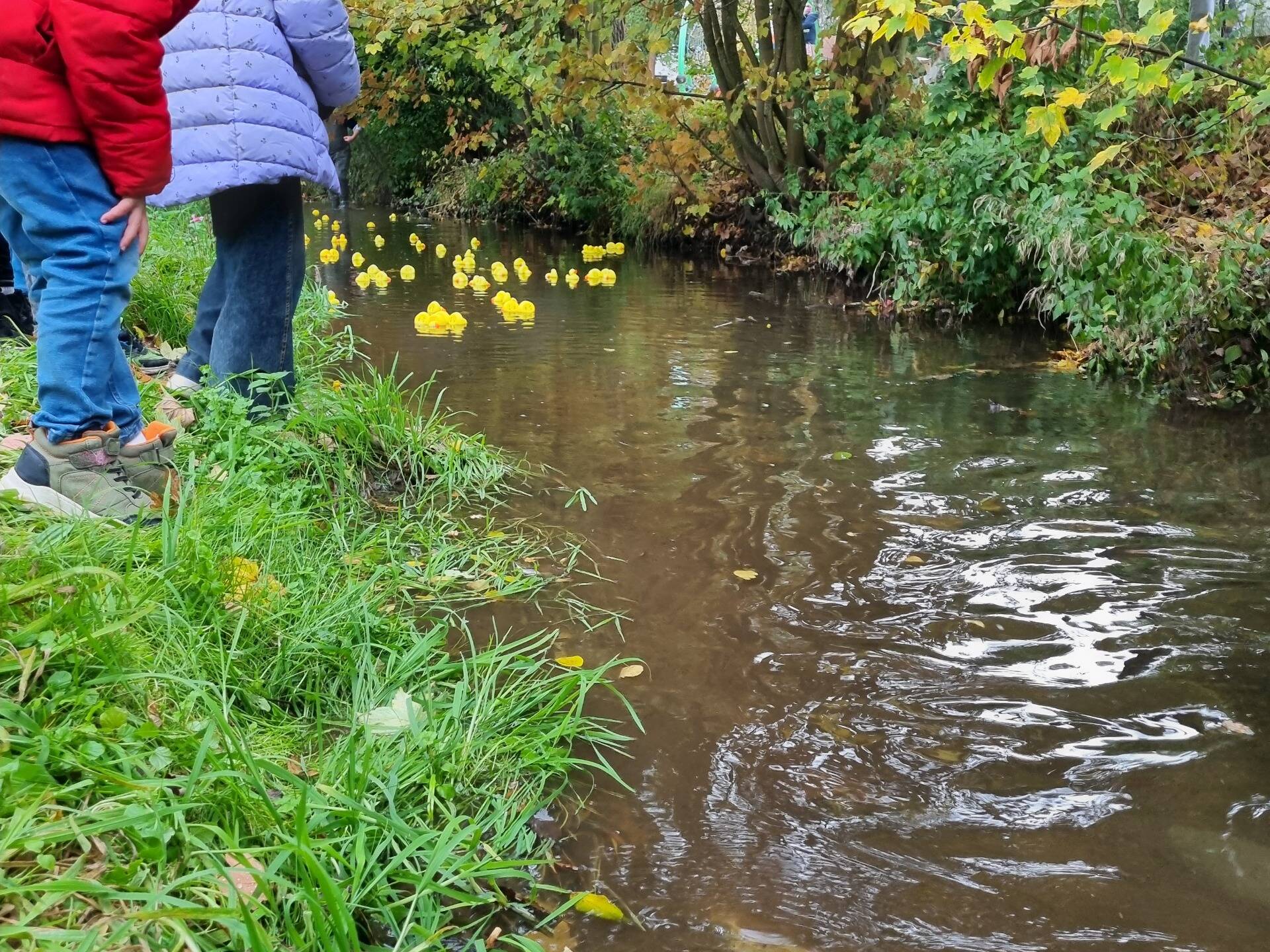 Beim Entenrennen auf der Sauer wurde gespannt mitgefiebert